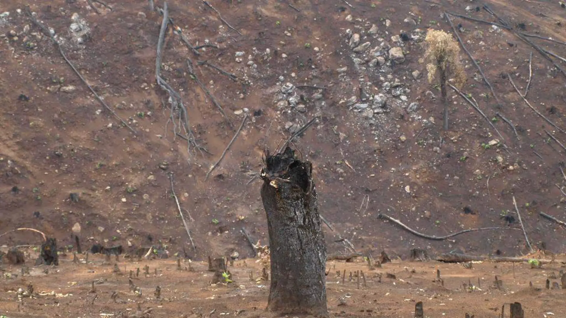 Incendio Parque Uruapan